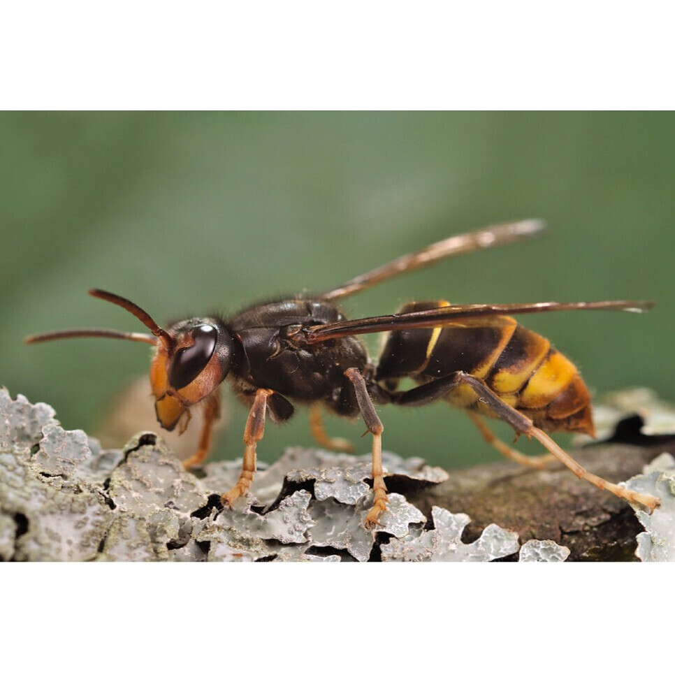 Samen in actie tegen de Aziatische hoornaar